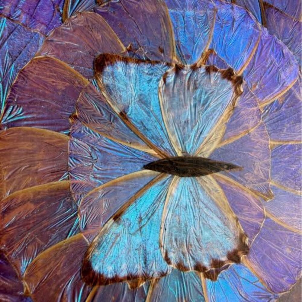 Vintage Blue Morpho Butterfly Wing Wooden Tray